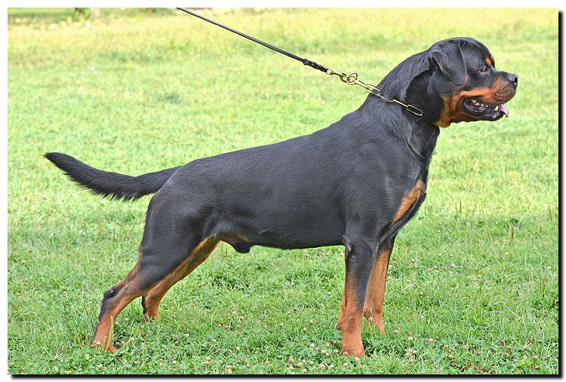 Excalibur vom Quercus Wald Excalibur vom Quercus Wald